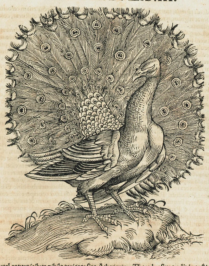 An illustration from Historiae animalium Liber III qui est de avium natura. Adjecti sunt ab initio indices alphabetici decem super nominibus avium in totidem linguis diversis : & ante illos enumeratio avium eo ordine quo in hoc volumine continentur, 1555, leaf 671