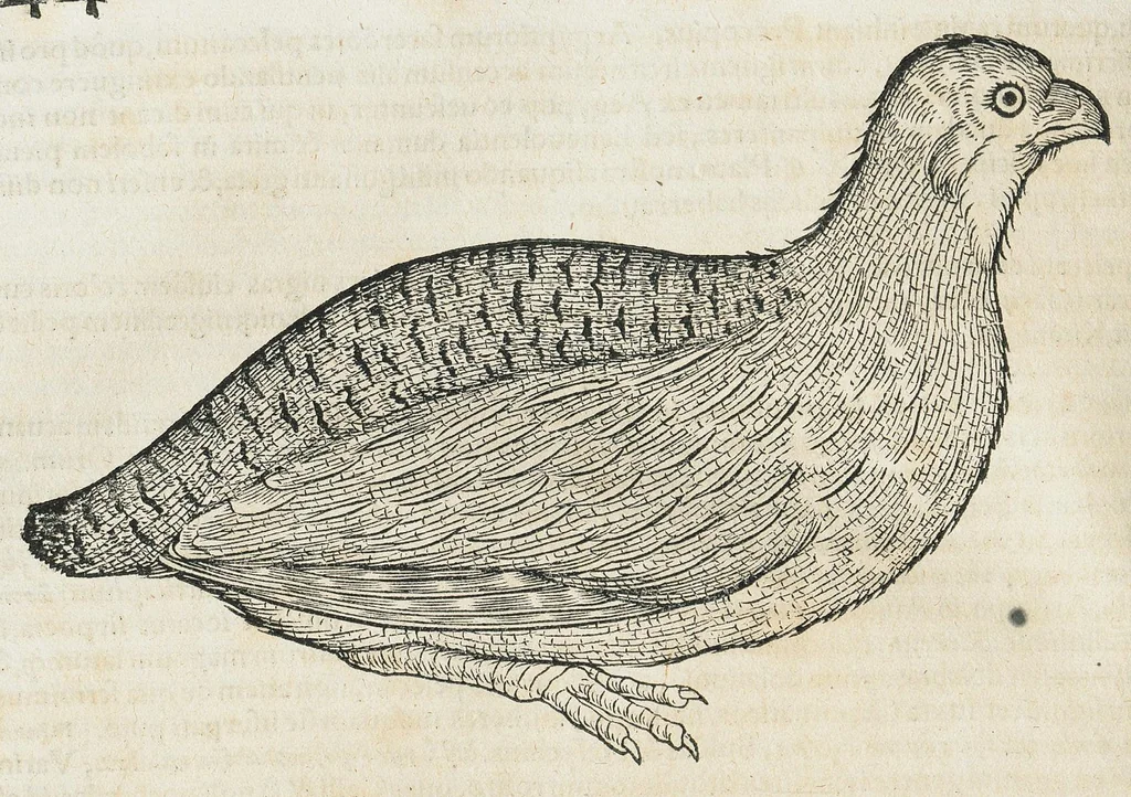 An illustration from Historiae animalium Liber III qui est de avium natura. Adjecti sunt ab initio indices alphabetici decem super nominibus avium in totidem linguis diversis : & ante illos enumeratio avium eo ordine quo in hoc volumine continentur, 1555, leaf 684