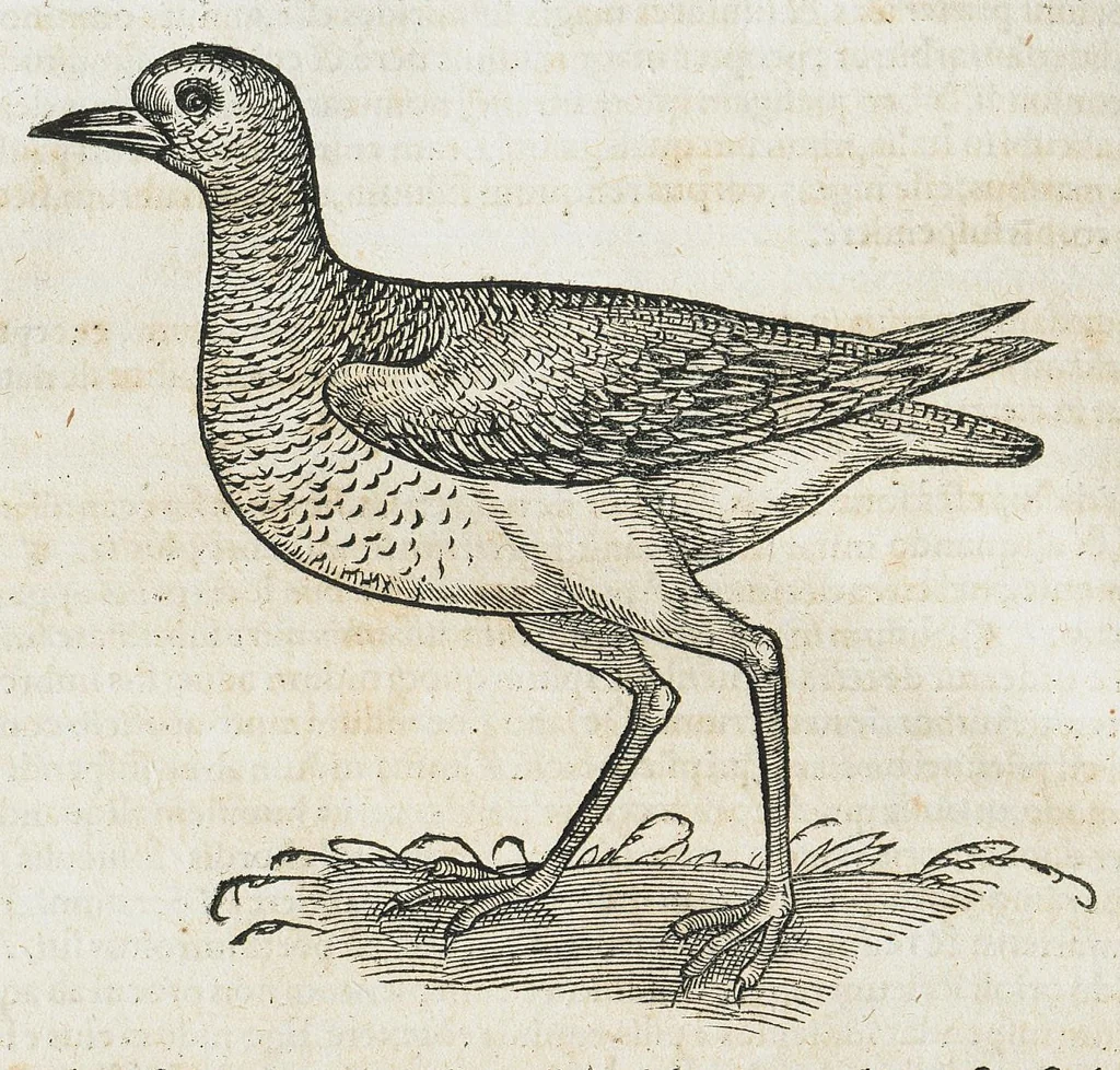 An illustration from Historiae animalium Liber III qui est de avium natura. Adjecti sunt ab initio indices alphabetici decem super nominibus avium in totidem linguis diversis : & ante illos enumeratio avium eo ordine quo in hoc volumine continentur, 1555, leaf 726
