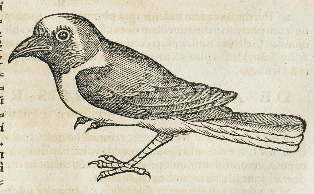 An illustration from Historiae animalium Liber III qui est de avium natura. Adjecti sunt ab initio indices alphabetici decem super nominibus avium in totidem linguis diversis : & ante illos enumeratio avium eo ordine quo in hoc volumine continentur, 1555, leaf 739