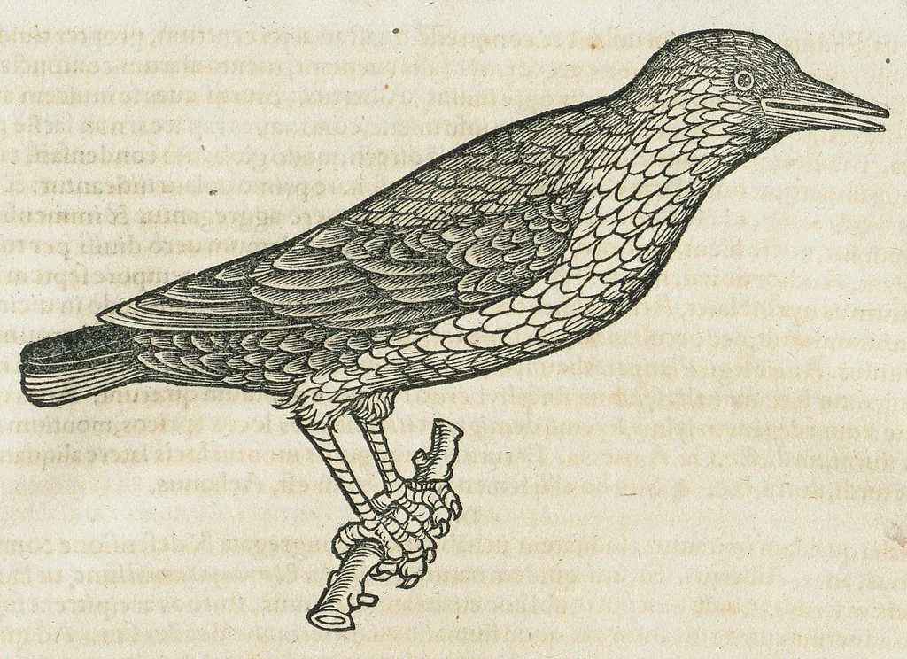 An illustration from Historiae animalium Liber III qui est de avium natura. Adjecti sunt ab initio indices alphabetici decem super nominibus avium in totidem linguis diversis : & ante illos enumeratio avium eo ordine quo in hoc volumine continentur, 1555, leaf 755