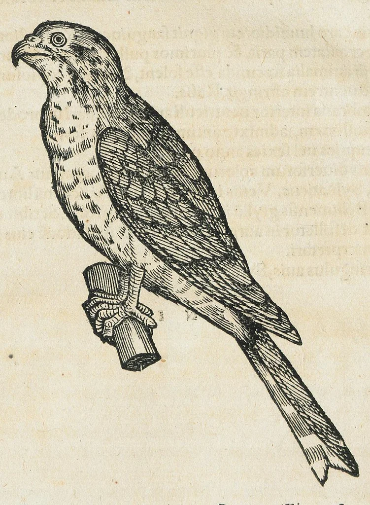 An illustration from Historiae animalium Liber III qui est de avium natura. Adjecti sunt ab initio indices alphabetici decem super nominibus avium in totidem linguis diversis : & ante illos enumeratio avium eo ordine quo in hoc volumine continentur, 1555, leaf 806