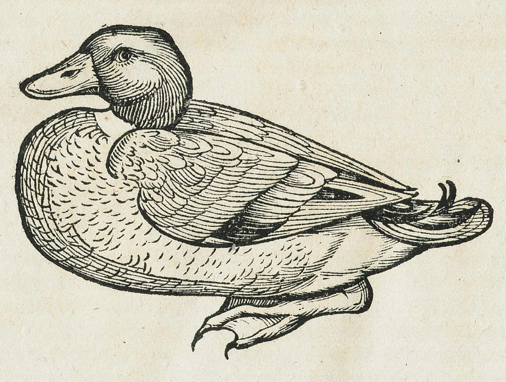An illustration from Historiae animalium Liber III qui est de avium natura. Adjecti sunt ab initio indices alphabetici decem super nominibus avium in totidem linguis diversis : & ante illos enumeratio avium eo ordine quo in hoc volumine continentur, 1555, leaf 806