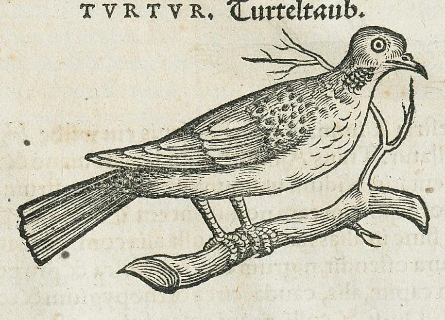An illustration from Historiae animalium Liber III qui est de avium natura. Adjecti sunt ab initio indices alphabetici decem super nominibus avium in totidem linguis diversis : & ante illos enumeratio avium eo ordine quo in hoc volumine continentur, 1555, leaf 809