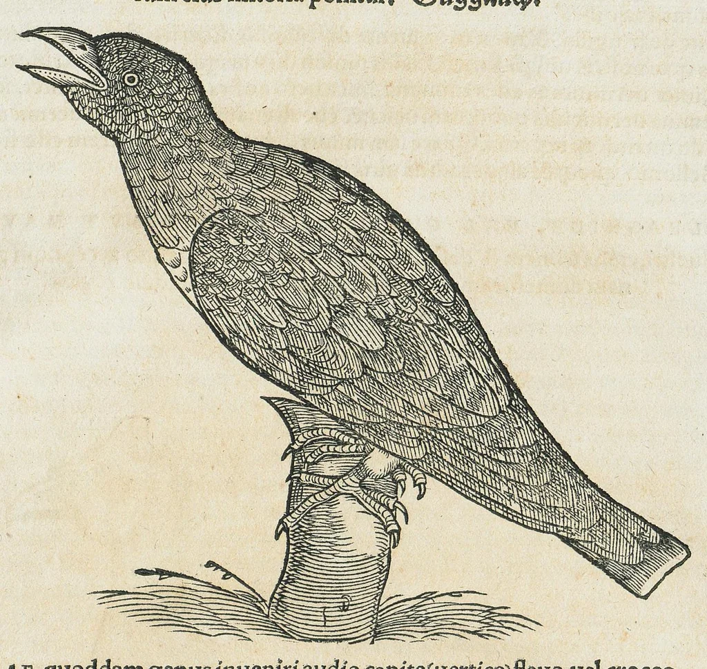 An illustration from Historiae animalium Liber III qui est de avium natura. Adjecti sunt ab initio indices alphabetici decem super nominibus avium in totidem linguis diversis : & ante illos enumeratio avium eo ordine quo in hoc volumine continentur, 1555, leaf 811