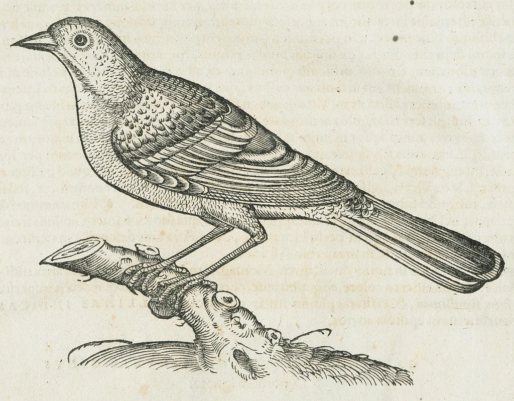 An illustration from Historiae animalium Liber III qui est de avium natura. Adjecti sunt ab initio indices alphabetici decem super nominibus avium in totidem linguis diversis : & ante illos enumeratio avium eo ordine quo in hoc volumine continentur, 1555, leaf 814