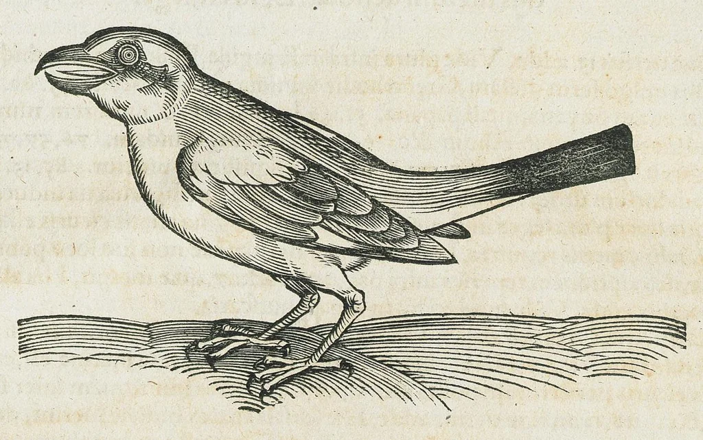 An illustration from Historiae animalium Liber III qui est de avium natura. Adjecti sunt ab initio indices alphabetici decem super nominibus avium in totidem linguis diversis : & ante illos enumeratio avium eo ordine quo in hoc volumine continentur, 1555, leaf 817