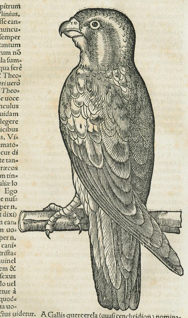An illustration from Historiae animalium Liber III qui est de avium natura. Adjecti sunt ab initio indices alphabetici decem super nominibus avium in totidem linguis diversis : & ante illos enumeratio avium eo ordine quo in hoc volumine continentur, 1555, leaf 93