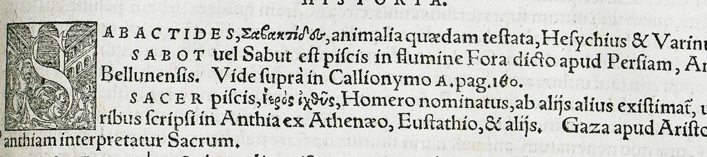 An illustration from Conradi Gesneri medici Tigurini Historiæ animalium liber IIII. Qui est de Piscium & aquatilium animantium natura. Cum iconibus singulorum ad uiuum expressis fere omnib. DCCVI. Continentur in hoc uolumine Gulielmi Rondeletij quoq[ue] medicinæ professoris regij in Schola Monspeliensi et Petri Bellonij Cenomani, medici hoc tempore Lutetiæ eximij, de aquatilium singulis scripta, 1558, leaf 1011
