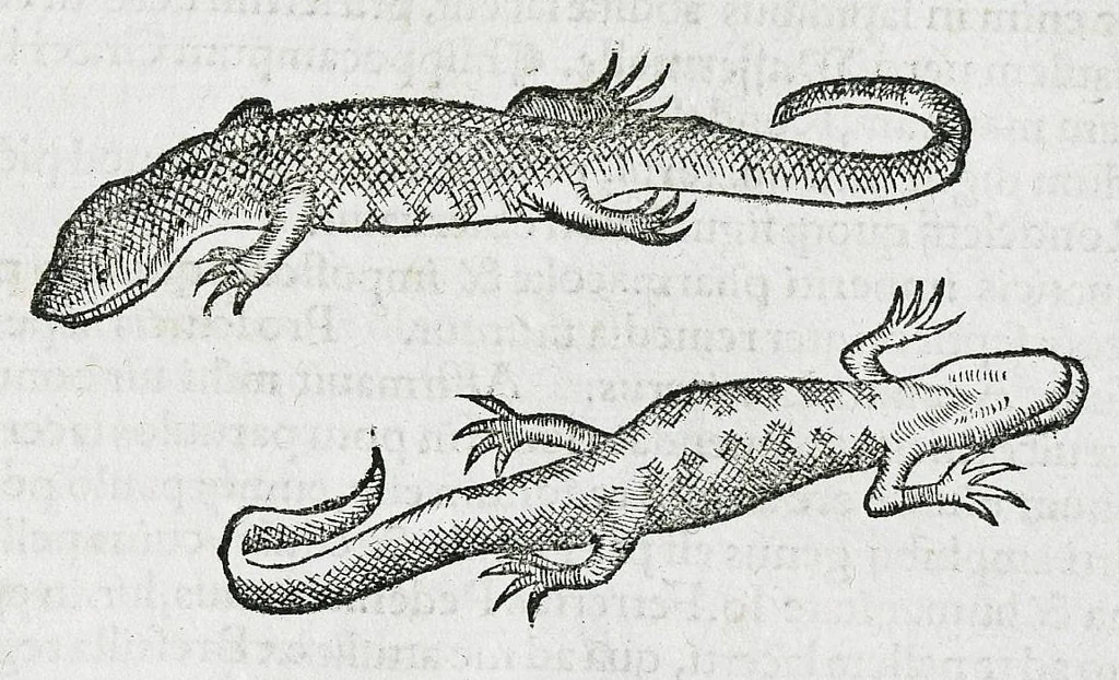 An illustration from Conradi Gesneri medici Tigurini Historiæ animalium liber IIII. Qui est de Piscium & aquatilium animantium natura. Cum iconibus singulorum ad uiuum expressis fere omnib. DCCVI. Continentur in hoc uolumine Gulielmi Rondeletij quoq[ue] medicinæ professoris regij in Schola Monspeliensi et Petri Bellonij Cenomani, medici hoc tempore Lutetiæ eximij, de aquatilium singulis scripta, 1558, leaf 1011