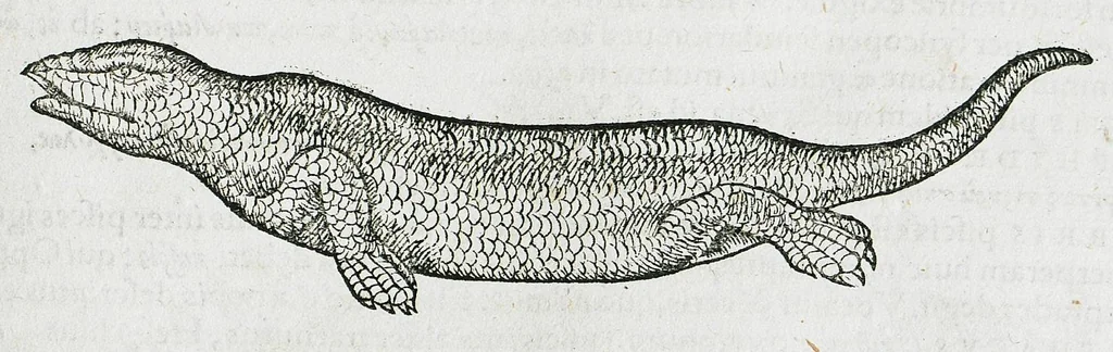 An illustration from Conradi Gesneri medici Tigurini Historiæ animalium liber IIII. Qui est de Piscium & aquatilium animantium natura. Cum iconibus singulorum ad uiuum expressis fere omnib. DCCVI. Continentur in hoc uolumine Gulielmi Rondeletij quoq[ue] medicinæ professoris regij in Schola Monspeliensi et Petri Bellonij Cenomani, medici hoc tempore Lutetiæ eximij, de aquatilium singulis scripta, 1558, leaf 1051