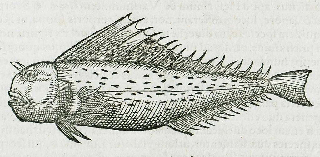 An illustration from Conradi Gesneri medici Tigurini Historiæ animalium liber IIII. Qui est de Piscium & aquatilium animantium natura. Cum iconibus singulorum ad uiuum expressis fere omnib. DCCVI. Continentur in hoc uolumine Gulielmi Rondeletij quoq[ue] medicinæ professoris regij in Schola Monspeliensi et Petri Bellonij Cenomani, medici hoc tempore Lutetiæ eximij, de aquatilium singulis scripta, 1558, leaf 1063