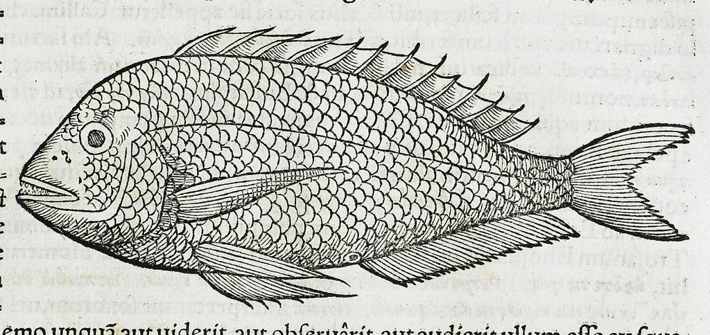 An illustration from Conradi Gesneri medici Tigurini Historiæ animalium liber IIII. Qui est de Piscium & aquatilium animantium natura. Cum iconibus singulorum ad uiuum expressis fere omnib. DCCVI. Continentur in hoc uolumine Gulielmi Rondeletij quoq[ue] medicinæ professoris regij in Schola Monspeliensi et Petri Bellonij Cenomani, medici hoc tempore Lutetiæ eximij, de aquatilium singulis scripta, 1558, leaf 109