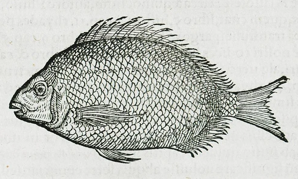 An illustration from Conradi Gesneri medici Tigurini Historiæ animalium liber IIII. Qui est de Piscium & aquatilium animantium natura. Cum iconibus singulorum ad uiuum expressis fere omnib. DCCVI. Continentur in hoc uolumine Gulielmi Rondeletij quoq[ue] medicinæ professoris regij in Schola Monspeliensi et Petri Bellonij Cenomani, medici hoc tempore Lutetiæ eximij, de aquatilium singulis scripta, 1558, leaf 1101