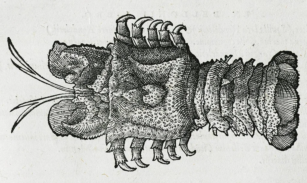 An illustration from Conradi Gesneri medici Tigurini Historiæ animalium liber IIII. Qui est de Piscium & aquatilium animantium natura. Cum iconibus singulorum ad uiuum expressis fere omnib. DCCVI. Continentur in hoc uolumine Gulielmi Rondeletij quoq[ue] medicinæ professoris regij in Schola Monspeliensi et Petri Bellonij Cenomani, medici hoc tempore Lutetiæ eximij, de aquatilium singulis scripta, 1558, leaf 1130