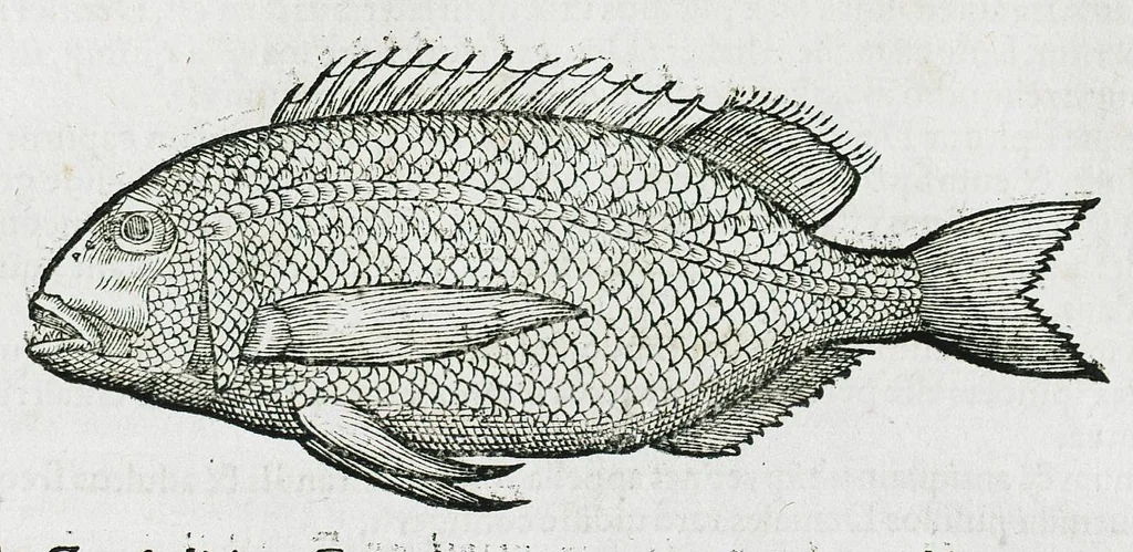An illustration from Conradi Gesneri medici Tigurini Historiæ animalium liber IIII. Qui est de Piscium & aquatilium animantium natura. Cum iconibus singulorum ad uiuum expressis fere omnib. DCCVI. Continentur in hoc uolumine Gulielmi Rondeletij quoq[ue] medicinæ professoris regij in Schola Monspeliensi et Petri Bellonij Cenomani, medici hoc tempore Lutetiæ eximij, de aquatilium singulis scripta, 1558, leaf 1163