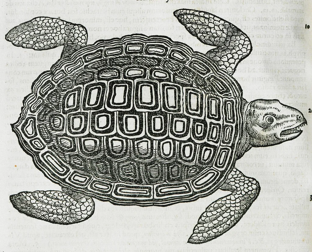 An illustration from Conradi Gesneri medici Tigurini Historiæ animalium liber IIII. Qui est de Piscium & aquatilium animantium natura. Cum iconibus singulorum ad uiuum expressis fere omnib. DCCVI. Continentur in hoc uolumine Gulielmi Rondeletij quoq[ue] medicinæ professoris regij in Schola Monspeliensi et Petri Bellonij Cenomani, medici hoc tempore Lutetiæ eximij, de aquatilium singulis scripta, 1558, leaf 1184