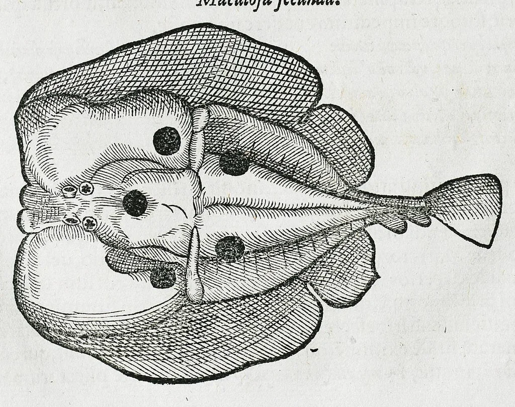 An illustration from Conradi Gesneri medici Tigurini Historiæ animalium liber IIII. Qui est de Piscium & aquatilium animantium natura. Cum iconibus singulorum ad uiuum expressis fere omnib. DCCVI. Continentur in hoc uolumine Gulielmi Rondeletij quoq[ue] medicinæ professoris regij in Schola Monspeliensi et Petri Bellonij Cenomani, medici hoc tempore Lutetiæ eximij, de aquatilium singulis scripta, 1558, leaf 1230