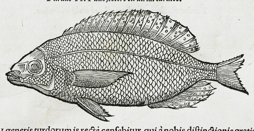 An illustration from Conradi Gesneri medici Tigurini Historiæ animalium liber IIII. Qui est de Piscium & aquatilium animantium natura. Cum iconibus singulorum ad uiuum expressis fere omnib. DCCVI. Continentur in hoc uolumine Gulielmi Rondeletij quoq[ue] medicinæ professoris regij in Schola Monspeliensi et Petri Bellonij Cenomani, medici hoc tempore Lutetiæ eximij, de aquatilium singulis scripta, 1558, leaf 1259