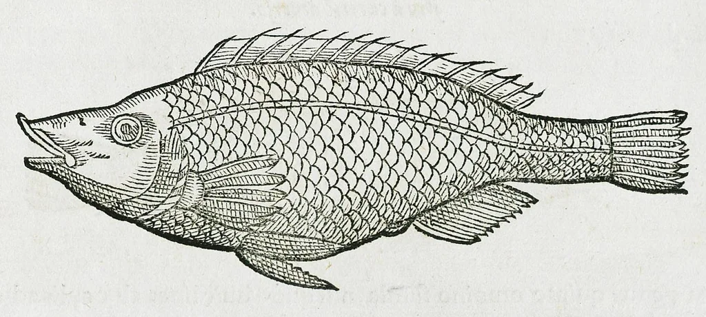 An illustration from Conradi Gesneri medici Tigurini Historiæ animalium liber IIII. Qui est de Piscium & aquatilium animantium natura. Cum iconibus singulorum ad uiuum expressis fere omnib. DCCVI. Continentur in hoc uolumine Gulielmi Rondeletij quoq[ue] medicinæ professoris regij in Schola Monspeliensi et Petri Bellonij Cenomani, medici hoc tempore Lutetiæ eximij, de aquatilium singulis scripta, 1558, leaf 1259