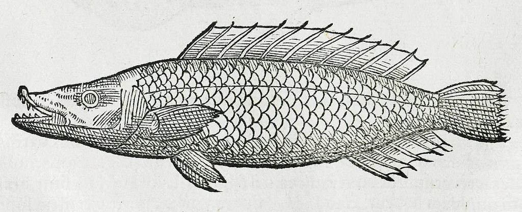 An illustration from Conradi Gesneri medici Tigurini Historiæ animalium liber IIII. Qui est de Piscium & aquatilium animantium natura. Cum iconibus singulorum ad uiuum expressis fere omnib. DCCVI. Continentur in hoc uolumine Gulielmi Rondeletij quoq[ue] medicinæ professoris regij in Schola Monspeliensi et Petri Bellonij Cenomani, medici hoc tempore Lutetiæ eximij, de aquatilium singulis scripta, 1558, leaf 1259