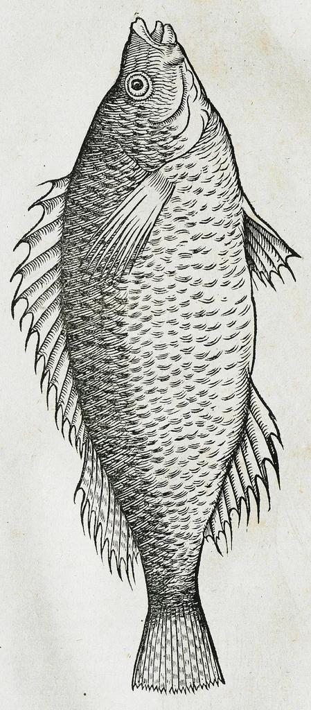 An illustration from Conradi Gesneri medici Tigurini Historiæ animalium liber IIII. Qui est de Piscium & aquatilium animantium natura. Cum iconibus singulorum ad uiuum expressis fere omnib. DCCVI. Continentur in hoc uolumine Gulielmi Rondeletij quoq[ue] medicinæ professoris regij in Schola Monspeliensi et Petri Bellonij Cenomani, medici hoc tempore Lutetiæ eximij, de aquatilium singulis scripta, 1558, leaf 1268