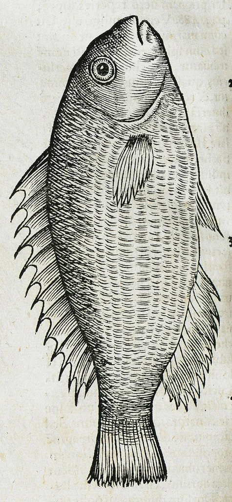 An illustration from Conradi Gesneri medici Tigurini Historiæ animalium liber IIII. Qui est de Piscium & aquatilium animantium natura. Cum iconibus singulorum ad uiuum expressis fere omnib. DCCVI. Continentur in hoc uolumine Gulielmi Rondeletij quoq[ue] medicinæ professoris regij in Schola Monspeliensi et Petri Bellonij Cenomani, medici hoc tempore Lutetiæ eximij, de aquatilium singulis scripta, 1558, leaf 1268