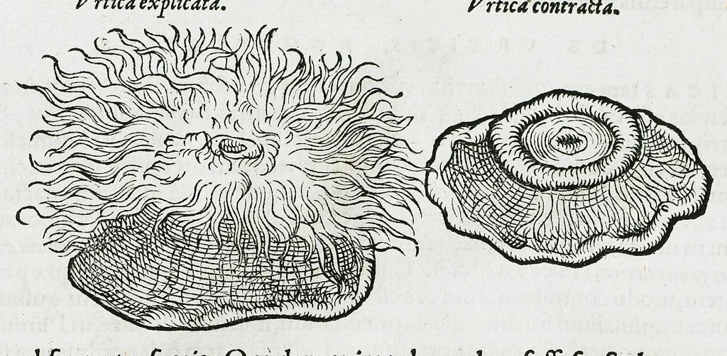 An illustration from Conradi Gesneri medici Tigurini Historiæ animalium liber IIII. Qui est de Piscium & aquatilium animantium natura. Cum iconibus singulorum ad uiuum expressis fere omnib. DCCVI. Continentur in hoc uolumine Gulielmi Rondeletij quoq[ue] medicinæ professoris regij in Schola Monspeliensi et Petri Bellonij Cenomani, medici hoc tempore Lutetiæ eximij, de aquatilium singulis scripta, 1558, leaf 1283