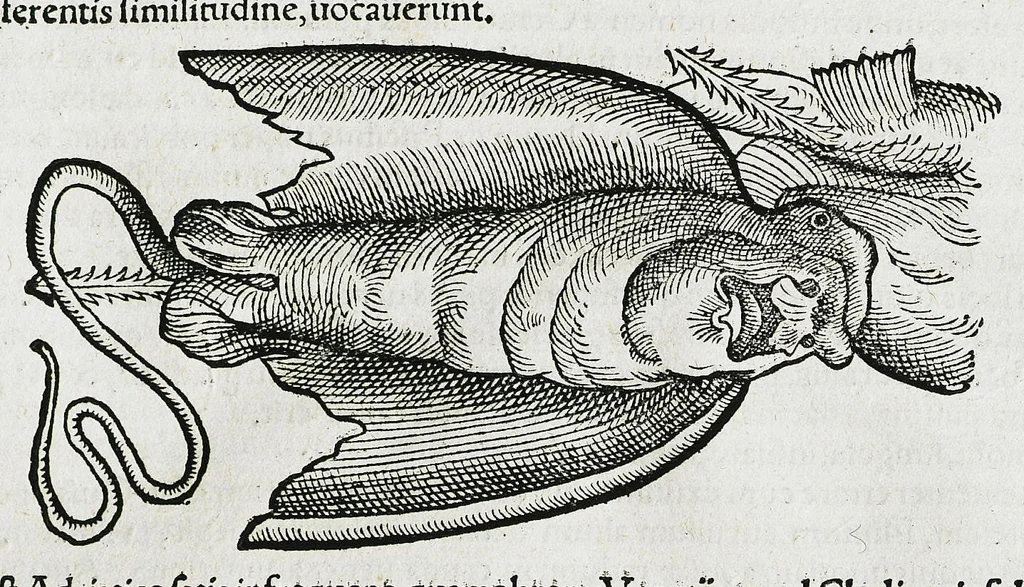 An illustration from Conradi Gesneri medici Tigurini Historiæ animalium liber IIII. Qui est de Piscium & aquatilium animantium natura. Cum iconibus singulorum ad uiuum expressis fere omnib. DCCVI. Continentur in hoc uolumine Gulielmi Rondeletij quoq[ue] medicinæ professoris regij in Schola Monspeliensi et Petri Bellonij Cenomani, medici hoc tempore Lutetiæ eximij, de aquatilium singulis scripta, 1558, leaf 131