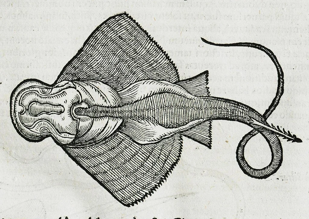 An illustration from Conradi Gesneri medici Tigurini Historiæ animalium liber IIII. Qui est de Piscium & aquatilium animantium natura. Cum iconibus singulorum ad uiuum expressis fere omnib. DCCVI. Continentur in hoc uolumine Gulielmi Rondeletij quoq[ue] medicinæ professoris regij in Schola Monspeliensi et Petri Bellonij Cenomani, medici hoc tempore Lutetiæ eximij, de aquatilium singulis scripta, 1558, leaf 131