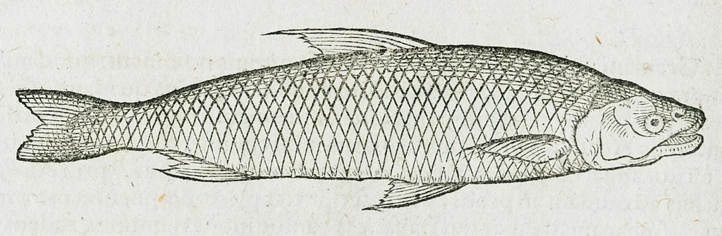 An illustration from Conradi Gesneri medici Tigurini Historiæ animalium liber IIII. Qui est de Piscium & aquatilium animantium natura. Cum iconibus singulorum ad uiuum expressis fere omnib. DCCVI. Continentur in hoc uolumine Gulielmi Rondeletij quoq[ue] medicinæ professoris regij in Schola Monspeliensi et Petri Bellonij Cenomani, medici hoc tempore Lutetiæ eximij, de aquatilium singulis scripta, 1558, leaf 1311