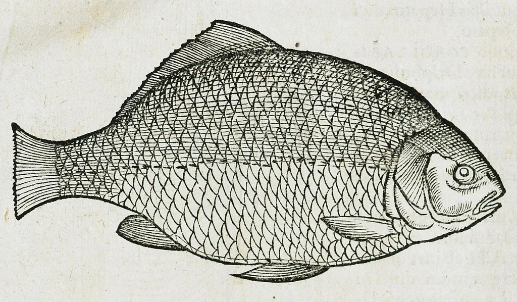An illustration from Conradi Gesneri medici Tigurini Historiæ animalium liber IIII. Qui est de Piscium & aquatilium animantium natura. Cum iconibus singulorum ad uiuum expressis fere omnib. DCCVI. Continentur in hoc uolumine Gulielmi Rondeletij quoq[ue] medicinæ professoris regij in Schola Monspeliensi et Petri Bellonij Cenomani, medici hoc tempore Lutetiæ eximij, de aquatilium singulis scripta, 1558, leaf 1319