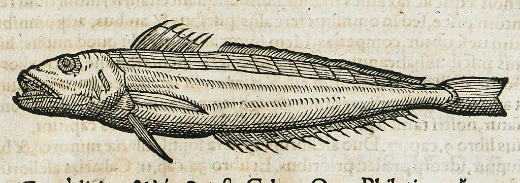 An illustration from Conradi Gesneri medici Tigurini Historiæ animalium liber IIII. Qui est de Piscium & aquatilium animantium natura. Cum iconibus singulorum ad uiuum expressis fere omnib. DCCVI. Continentur in hoc uolumine Gulielmi Rondeletij quoq[ue] medicinæ professoris regij in Schola Monspeliensi et Petri Bellonij Cenomani, medici hoc tempore Lutetiæ eximij, de aquatilium singulis scripta, 1558, leaf 141
