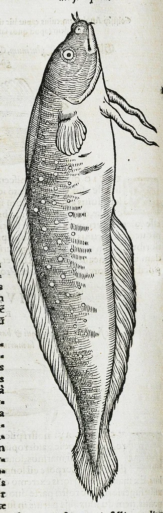 An illustration from Conradi Gesneri medici Tigurini Historiæ animalium liber IIII. Qui est de Piscium & aquatilium animantium natura. Cum iconibus singulorum ad uiuum expressis fere omnib. DCCVI. Continentur in hoc uolumine Gulielmi Rondeletij quoq[ue] medicinæ professoris regij in Schola Monspeliensi et Petri Bellonij Cenomani, medici hoc tempore Lutetiæ eximij, de aquatilium singulis scripta, 1558, leaf 148
