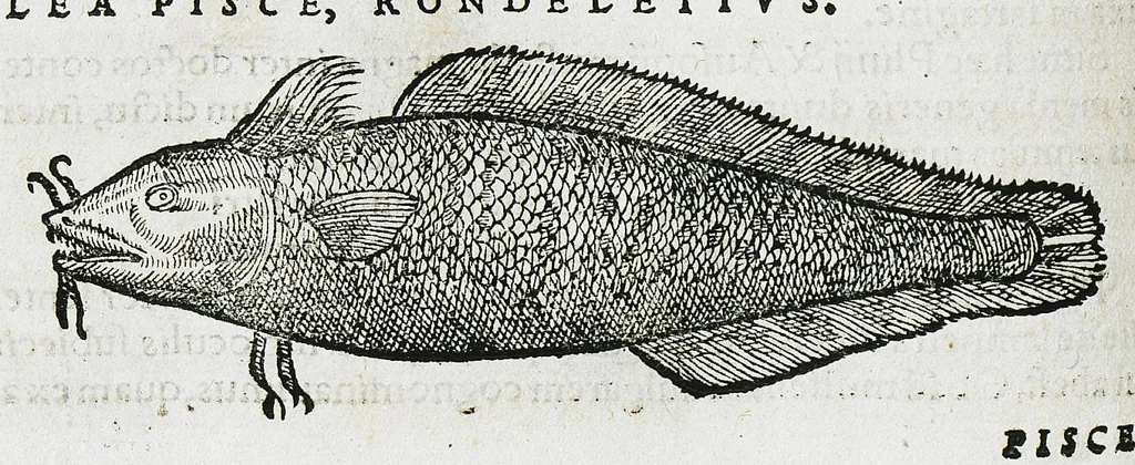 An illustration from Conradi Gesneri medici Tigurini Historiæ animalium liber IIII. Qui est de Piscium & aquatilium animantium natura. Cum iconibus singulorum ad uiuum expressis fere omnib. DCCVI. Continentur in hoc uolumine Gulielmi Rondeletij quoq[ue] medicinæ professoris regij in Schola Monspeliensi et Petri Bellonij Cenomani, medici hoc tempore Lutetiæ eximij, de aquatilium singulis scripta, 1558, leaf 148