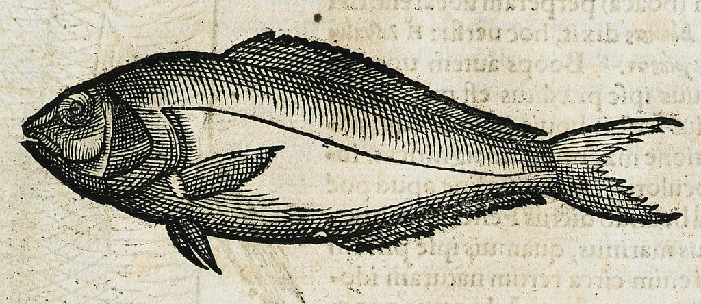 An illustration from Conradi Gesneri medici Tigurini Historiæ animalium liber IIII. Qui est de Piscium & aquatilium animantium natura. Cum iconibus singulorum ad uiuum expressis fere omnib. DCCVI. Continentur in hoc uolumine Gulielmi Rondeletij quoq[ue] medicinæ professoris regij in Schola Monspeliensi et Petri Bellonij Cenomani, medici hoc tempore Lutetiæ eximij, de aquatilium singulis scripta, 1558, leaf 193