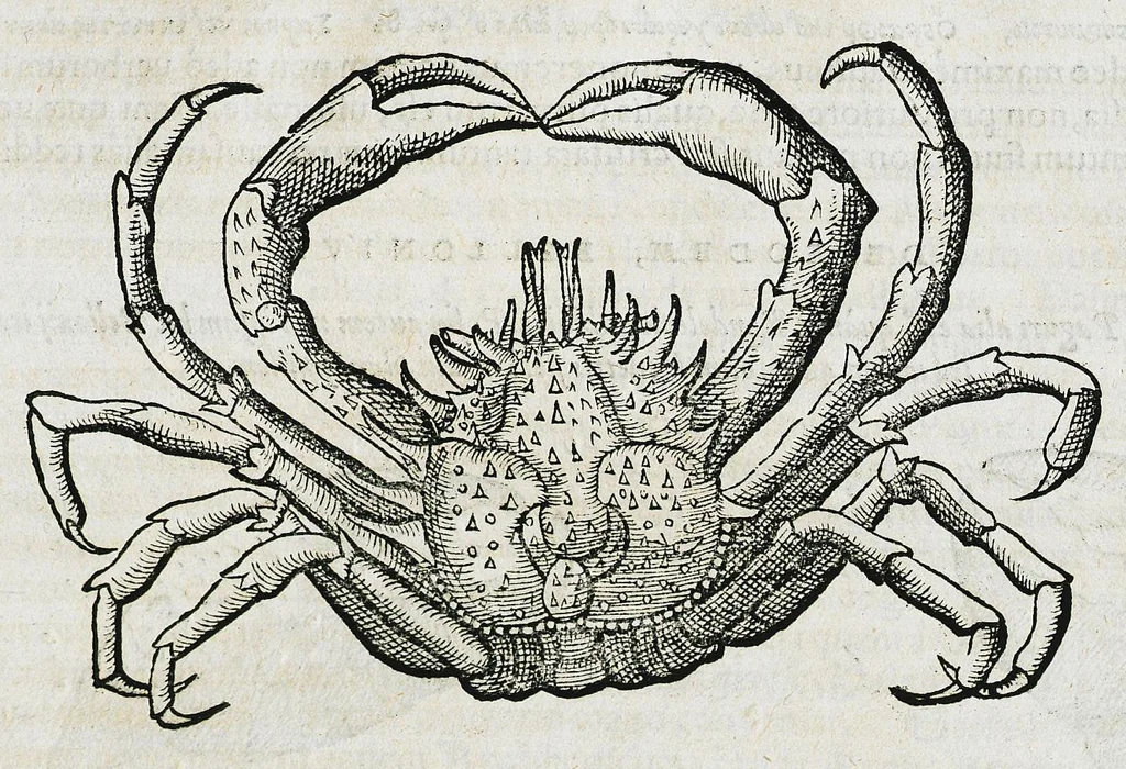An illustration from Conradi Gesneri medici Tigurini Historiæ animalium liber IIII. Qui est de Piscium & aquatilium animantium natura. Cum iconibus singulorum ad uiuum expressis fere omnib. DCCVI. Continentur in hoc uolumine Gulielmi Rondeletij quoq[ue] medicinæ professoris regij in Schola Monspeliensi et Petri Bellonij Cenomani, medici hoc tempore Lutetiæ eximij, de aquatilium singulis scripta, 1558, leaf 225