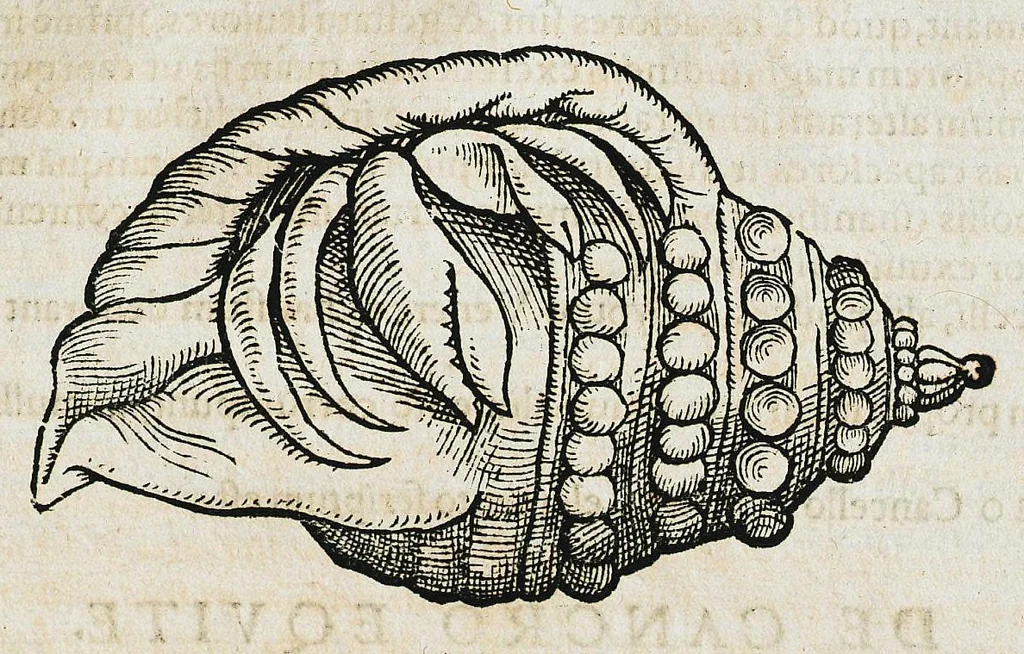 An illustration from Conradi Gesneri medici Tigurini Historiæ animalium liber IIII. Qui est de Piscium & aquatilium animantium natura. Cum iconibus singulorum ad uiuum expressis fere omnib. DCCVI. Continentur in hoc uolumine Gulielmi Rondeletij quoq[ue] medicinæ professoris regij in Schola Monspeliensi et Petri Bellonij Cenomani, medici hoc tempore Lutetiæ eximij, de aquatilium singulis scripta, 1558, leaf 237