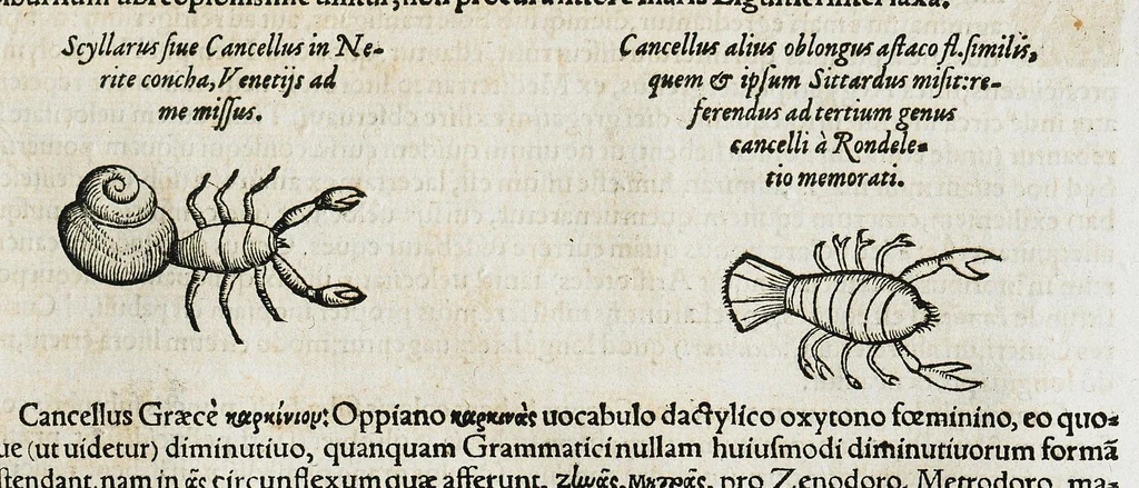 An illustration from Conradi Gesneri medici Tigurini Historiæ animalium liber IIII. Qui est de Piscium & aquatilium animantium natura. Cum iconibus singulorum ad uiuum expressis fere omnib. DCCVI. Continentur in hoc uolumine Gulielmi Rondeletij quoq[ue] medicinæ professoris regij in Schola Monspeliensi et Petri Bellonij Cenomani, medici hoc tempore Lutetiæ eximij, de aquatilium singulis scripta, 1558, leaf 237