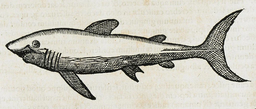 An illustration from Conradi Gesneri medici Tigurini Historiæ animalium liber IIII. Qui est de Piscium & aquatilium animantium natura. Cum iconibus singulorum ad uiuum expressis fere omnib. DCCVI. Continentur in hoc uolumine Gulielmi Rondeletij quoq[ue] medicinæ professoris regij in Schola Monspeliensi et Petri Bellonij Cenomani, medici hoc tempore Lutetiæ eximij, de aquatilium singulis scripta, 1558, leaf 248
