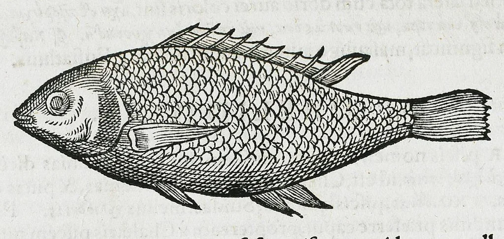 An illustration from Conradi Gesneri medici Tigurini Historiæ animalium liber IIII. Qui est de Piscium & aquatilium animantium natura. Cum iconibus singulorum ad uiuum expressis fere omnib. DCCVI. Continentur in hoc uolumine Gulielmi Rondeletij quoq[ue] medicinæ professoris regij in Schola Monspeliensi et Petri Bellonij Cenomani, medici hoc tempore Lutetiæ eximij, de aquatilium singulis scripta, 1558, leaf 308