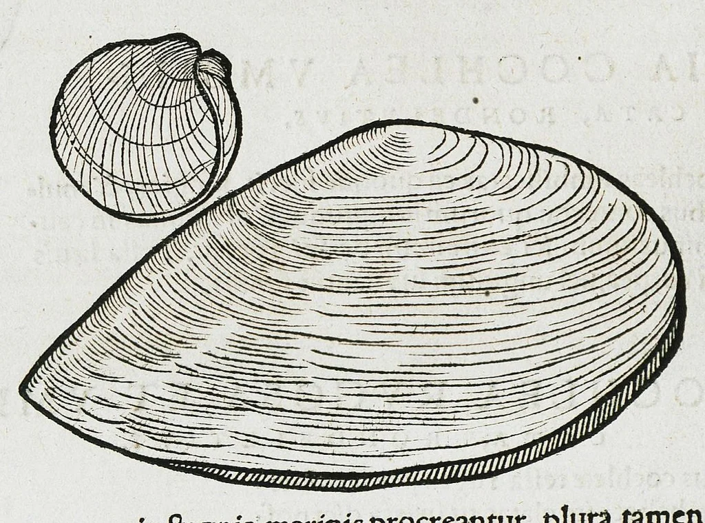 An illustration from Conradi Gesneri medici Tigurini Historiæ animalium liber IIII. Qui est de Piscium & aquatilium animantium natura. Cum iconibus singulorum ad uiuum expressis fere omnib. DCCVI. Continentur in hoc uolumine Gulielmi Rondeletij quoq[ue] medicinæ professoris regij in Schola Monspeliensi et Petri Bellonij Cenomani, medici hoc tempore Lutetiæ eximij, de aquatilium singulis scripta, 1558, leaf 332