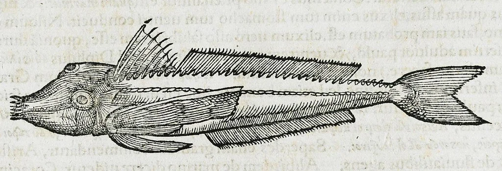 An illustration from Conradi Gesneri medici Tigurini Historiæ animalium liber IIII. Qui est de Piscium & aquatilium animantium natura. Cum iconibus singulorum ad uiuum expressis fere omnib. DCCVI. Continentur in hoc uolumine Gulielmi Rondeletij quoq[ue] medicinæ professoris regij in Schola Monspeliensi et Petri Bellonij Cenomani, medici hoc tempore Lutetiæ eximij, de aquatilium singulis scripta, 1558, leaf 400