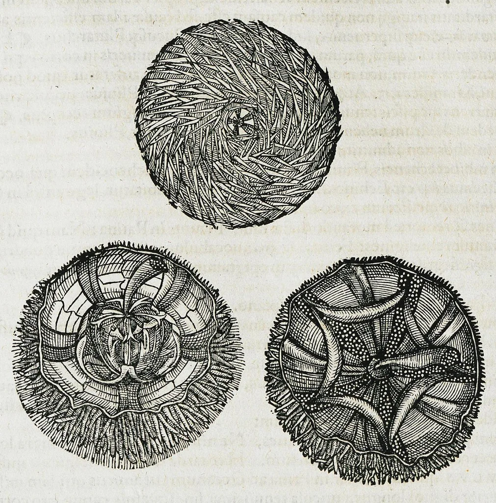 An illustration from Conradi Gesneri medici Tigurini Historiæ animalium liber IIII. Qui est de Piscium & aquatilium animantium natura. Cum iconibus singulorum ad uiuum expressis fere omnib. DCCVI. Continentur in hoc uolumine Gulielmi Rondeletij quoq[ue] medicinæ professoris regij in Schola Monspeliensi et Petri Bellonij Cenomani, medici hoc tempore Lutetiæ eximij, de aquatilium singulis scripta, 1558, leaf 460