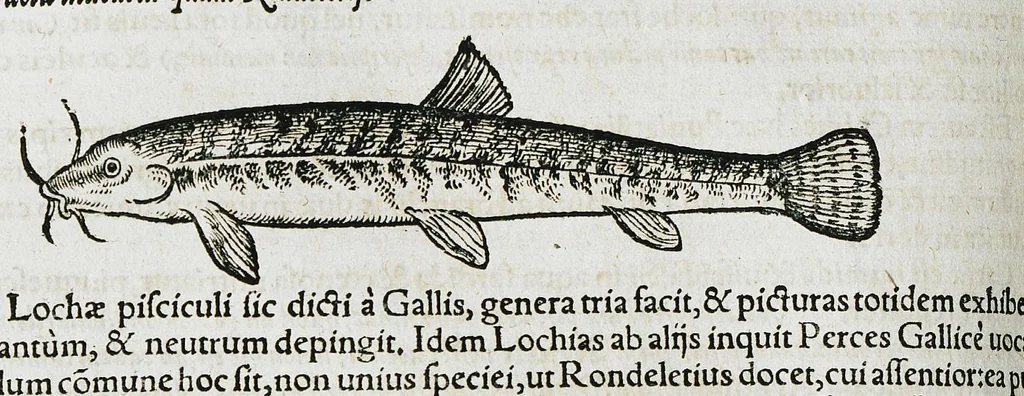 An illustration from Conradi Gesneri medici Tigurini Historiæ animalium liber IIII. Qui est de Piscium & aquatilium animantium natura. Cum iconibus singulorum ad uiuum expressis fere omnib. DCCVI. Continentur in hoc uolumine Gulielmi Rondeletij quoq[ue] medicinæ professoris regij in Schola Monspeliensi et Petri Bellonij Cenomani, medici hoc tempore Lutetiæ eximij, de aquatilium singulis scripta, 1558, leaf 524