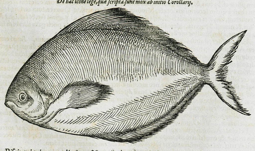 An illustration from Conradi Gesneri medici Tigurini Historiæ animalium liber IIII. Qui est de Piscium & aquatilium animantium natura. Cum iconibus singulorum ad uiuum expressis fere omnib. DCCVI. Continentur in hoc uolumine Gulielmi Rondeletij quoq[ue] medicinæ professoris regij in Schola Monspeliensi et Petri Bellonij Cenomani, medici hoc tempore Lutetiæ eximij, de aquatilium singulis scripta, 1558, leaf 533