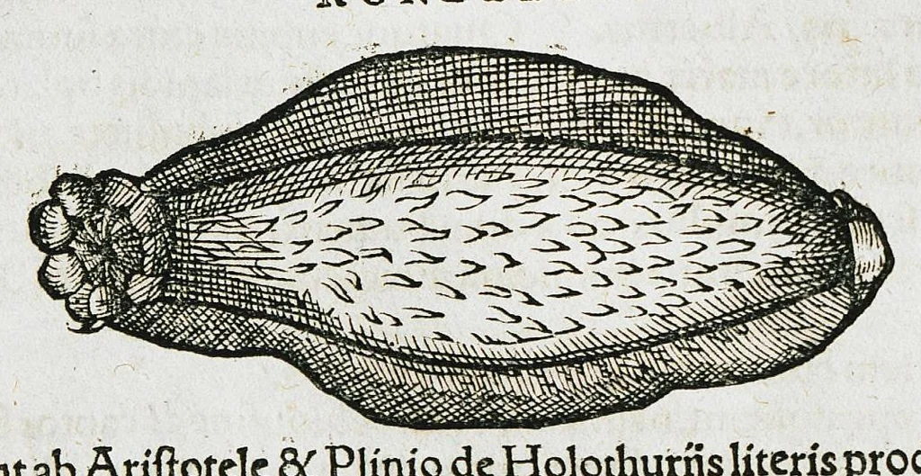 An illustration from Conradi Gesneri medici Tigurini Historiæ animalium liber IIII. Qui est de Piscium & aquatilium animantium natura. Cum iconibus singulorum ad uiuum expressis fere omnib. DCCVI. Continentur in hoc uolumine Gulielmi Rondeletij quoq[ue] medicinæ professoris regij in Schola Monspeliensi et Petri Bellonij Cenomani, medici hoc tempore Lutetiæ eximij, de aquatilium singulis scripta, 1558, leaf 562