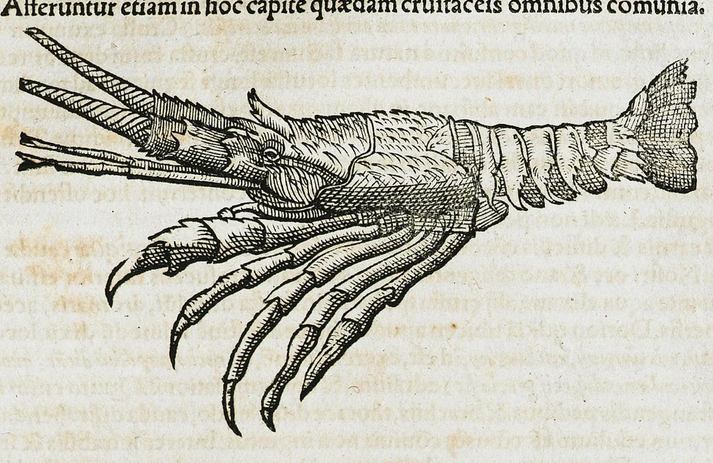 An illustration from Conradi Gesneri medici Tigurini Historiæ animalium liber IIII. Qui est de Piscium & aquatilium animantium natura. Cum iconibus singulorum ad uiuum expressis fere omnib. DCCVI. Continentur in hoc uolumine Gulielmi Rondeletij quoq[ue] medicinæ professoris regij in Schola Monspeliensi et Petri Bellonij Cenomani, medici hoc tempore Lutetiæ eximij, de aquatilium singulis scripta, 1558, leaf 617