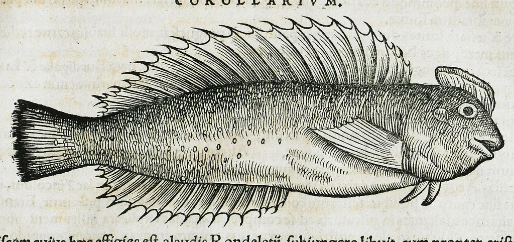 An illustration from Conradi Gesneri medici Tigurini Historiæ animalium liber IIII. Qui est de Piscium & aquatilium animantium natura. Cum iconibus singulorum ad uiuum expressis fere omnib. DCCVI. Continentur in hoc uolumine Gulielmi Rondeletij quoq[ue] medicinæ professoris regij in Schola Monspeliensi et Petri Bellonij Cenomani, medici hoc tempore Lutetiæ eximij, de aquatilium singulis scripta, 1558, leaf 65