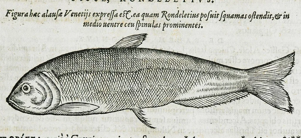 An illustration from Conradi Gesneri medici Tigurini Historiæ animalium liber IIII. Qui est de Piscium & aquatilium animantium natura. Cum iconibus singulorum ad uiuum expressis fere omnib. DCCVI. Continentur in hoc uolumine Gulielmi Rondeletij quoq[ue] medicinæ professoris regij in Schola Monspeliensi et Petri Bellonij Cenomani, medici hoc tempore Lutetiæ eximij, de aquatilium singulis scripta, 1558, leaf 65